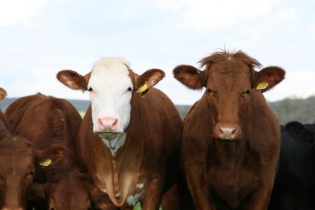 dairy farming