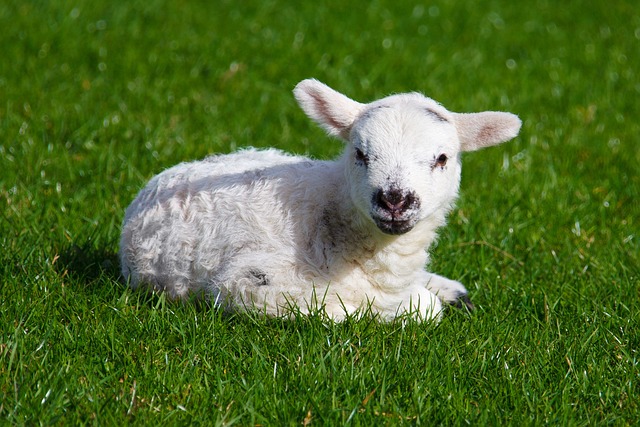 lamb