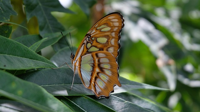 butterfly sanctuaries