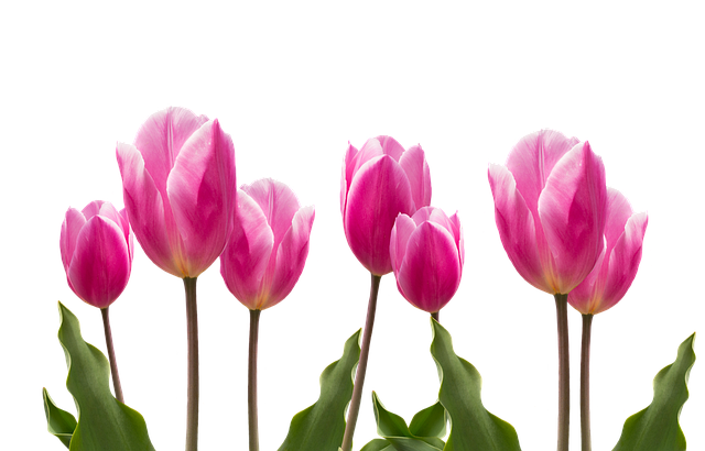 tulips