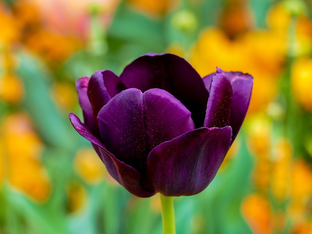 tulips