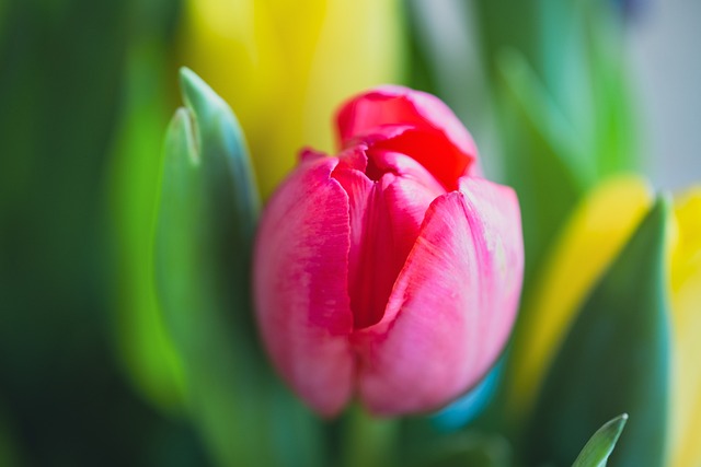 tulips