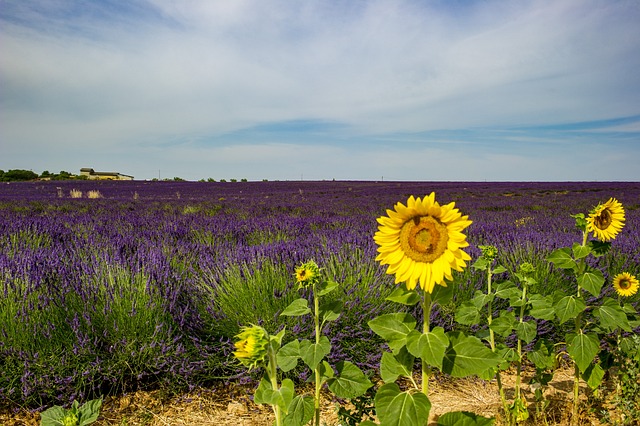 Provence