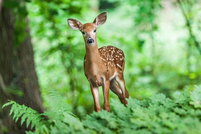 animals