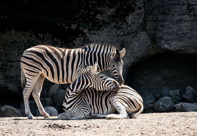 zoo
