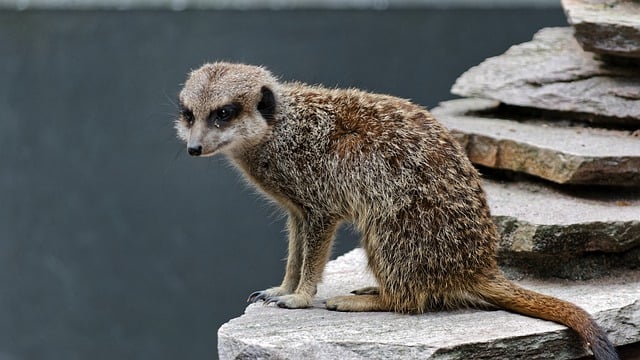animals