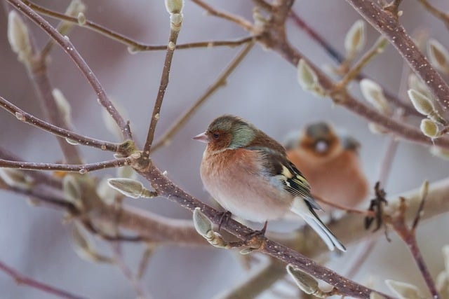 winter