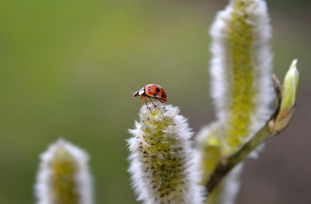 spring