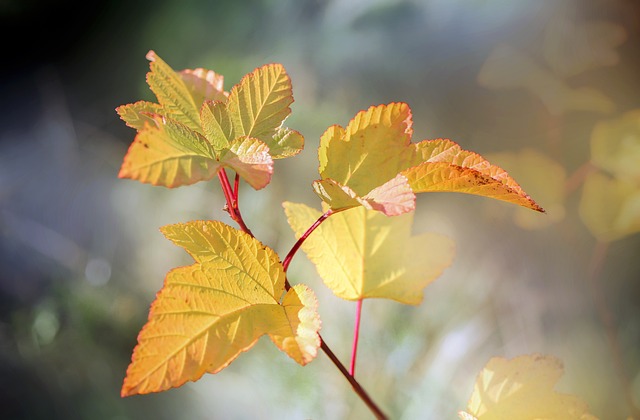 seasons