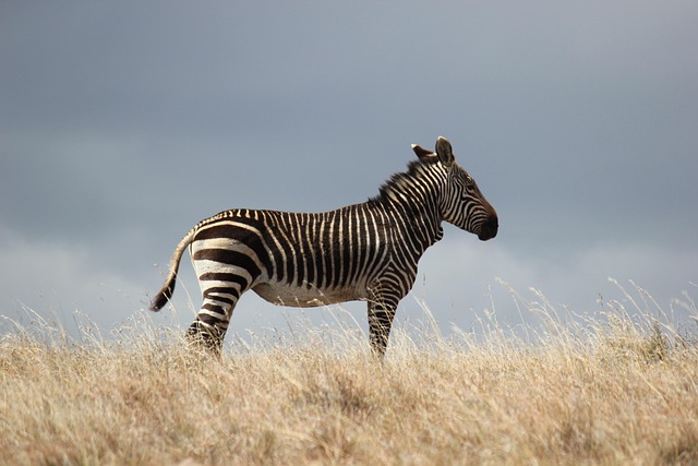 africa