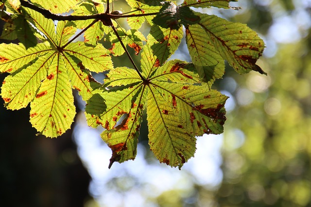seasons