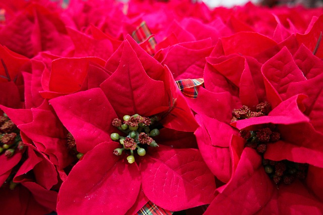 Christmas flowers