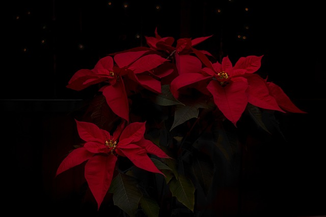 poinsettia