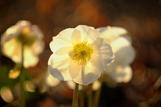 Christmas flowers